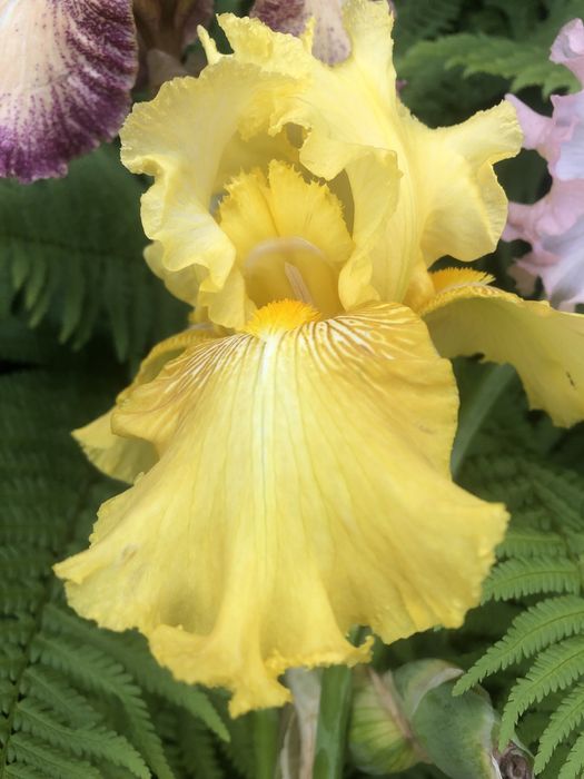 Гофровані іриси для Вашої колекції