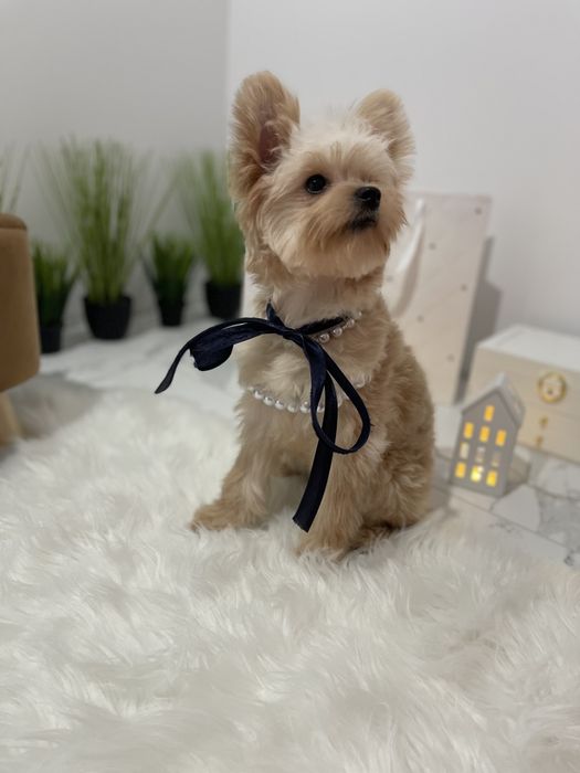 Ексклюзивні дівчатка Помапу з ідеальним характером