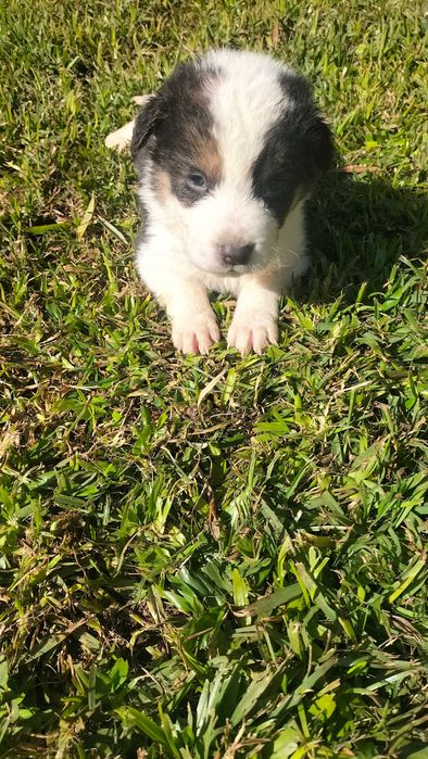 Border collies xx fêmea Viana Do Castelo (Santa Maria Maior E ...