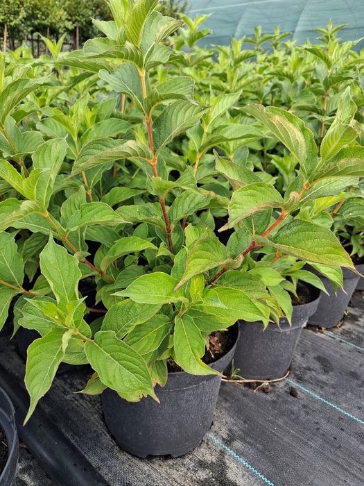 Krzewuszka cudowna Bristol Ruby Red Prince CZERWONA