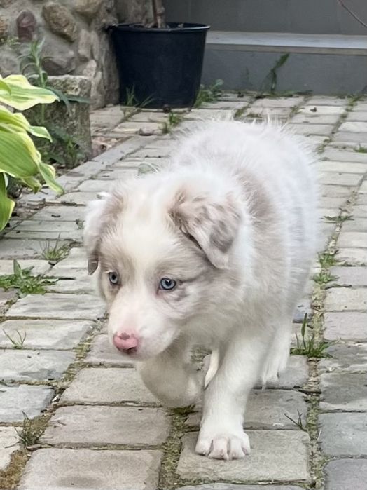 Border collie sunia lilak merle gotowa do odbioru