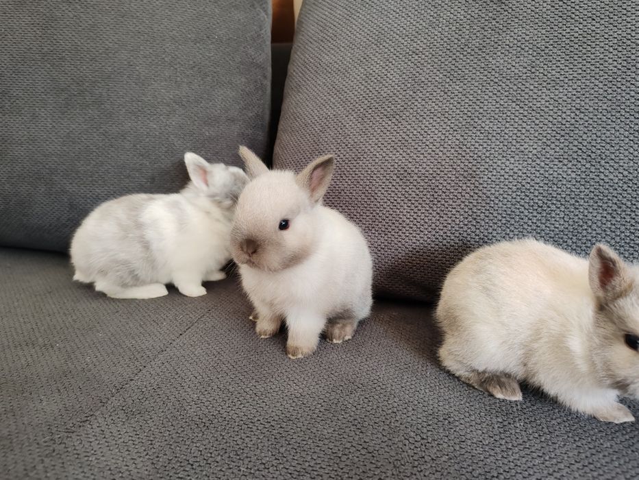 Coelhos anão disponível