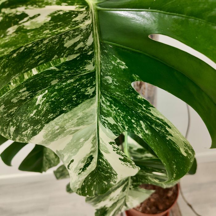 Monstera Albo Variegata XXL – 195cm | Planta Rara e Estável