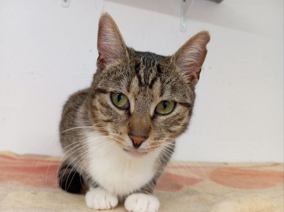 Cudowny kocurek do adopcji
