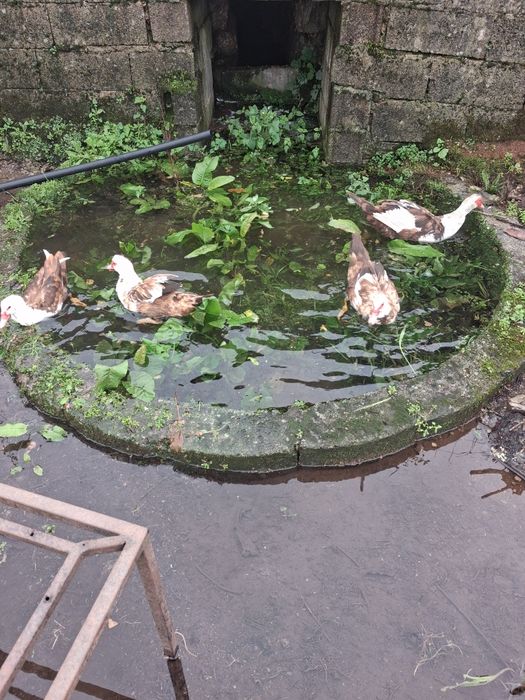 Casal de patos mudos