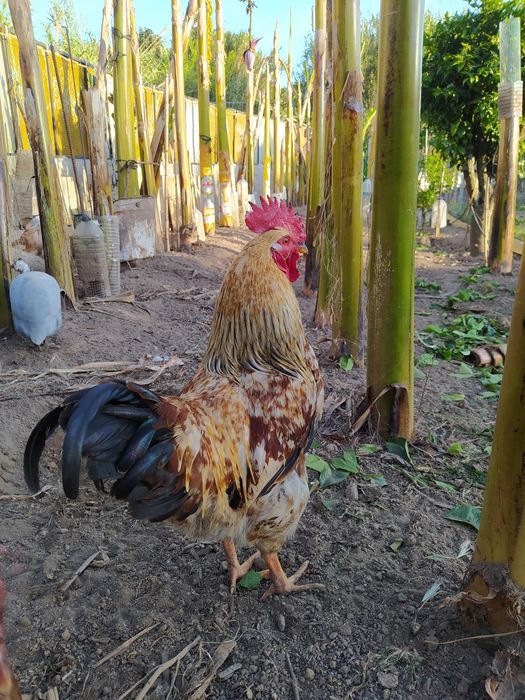 Galinha caseira criados  ar Livre, já a pôr ovos