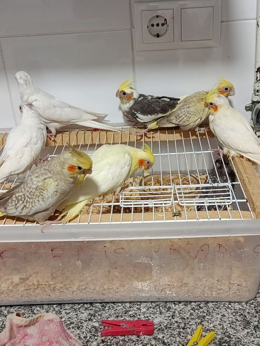 Cedem se agapornis e caturras domesticados