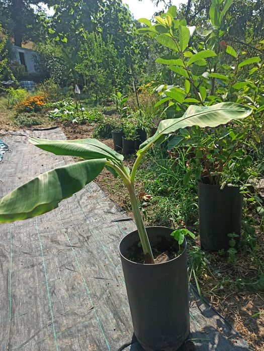 Bananeiras  musa