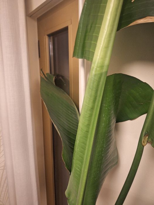 Strelitzia nicolai 2m