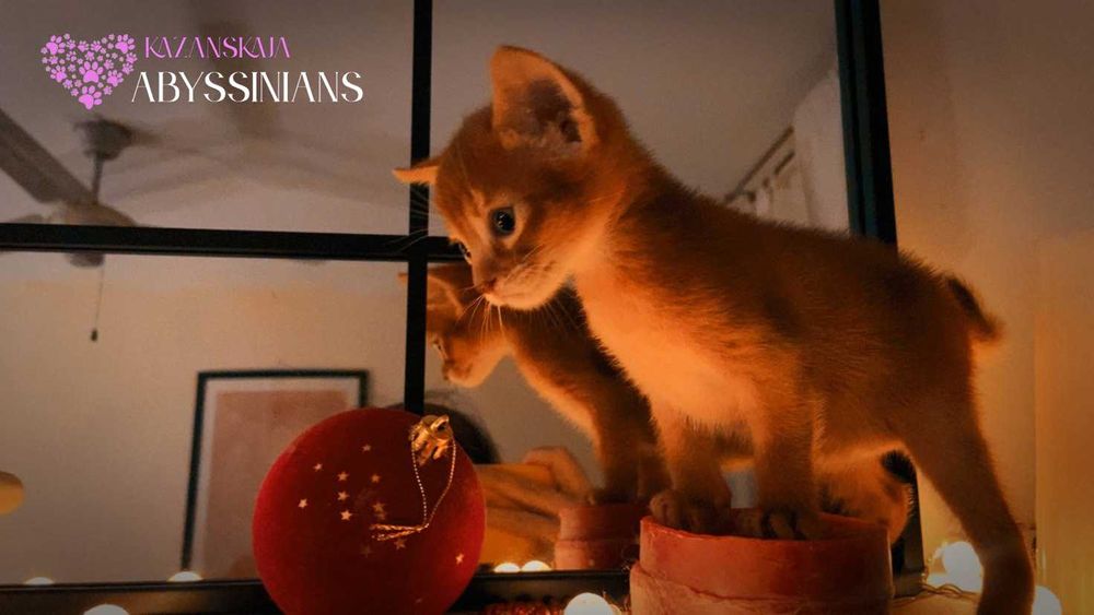 Абиссинская кошка мальчик окраса соррель