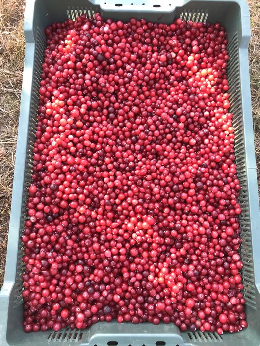 Клюква Журавлина ТОП.