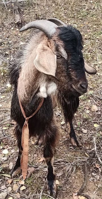 Kozioł cap sprzedam