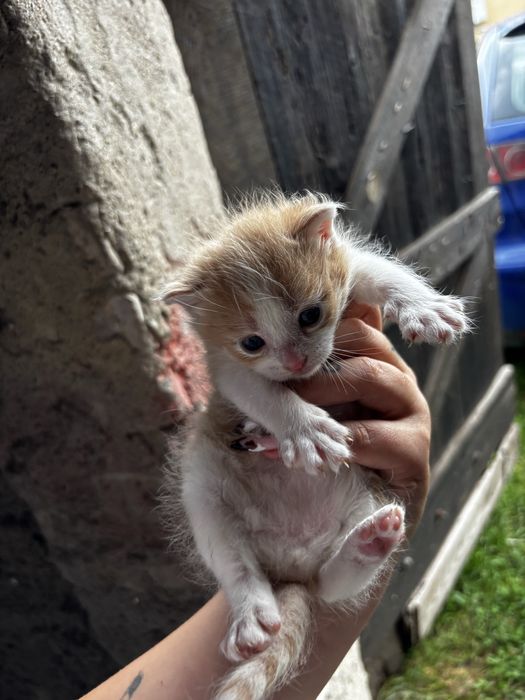 Male kociaki do adopcji