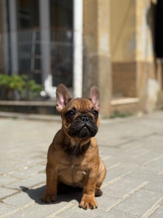 Bouledogue Francês c/ LOP e afixo