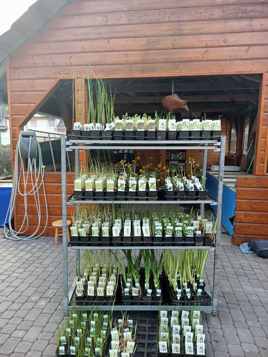 Tołpyga, Karp, Lin    ryby ozdobne