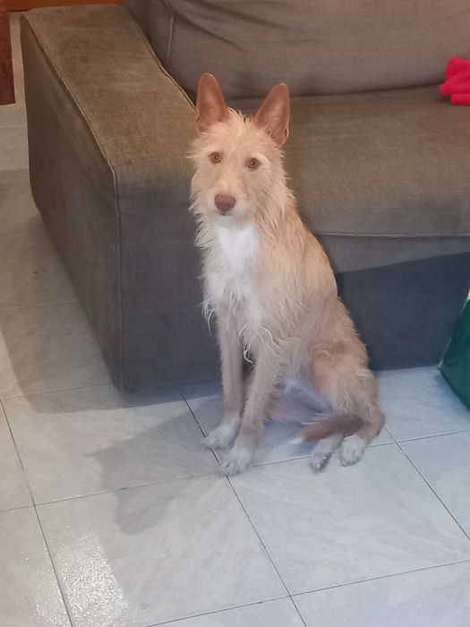 Luís Pereira Petsitting