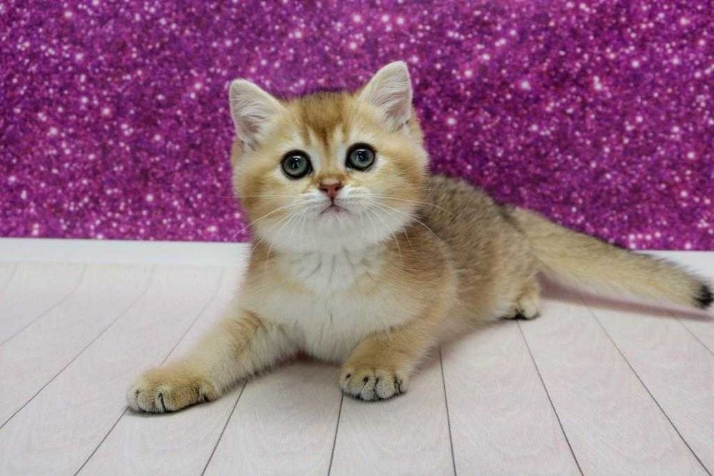 Яскравий золотий британчик красень