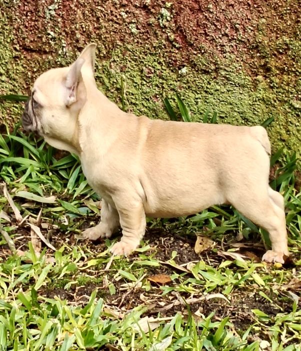 Bulldog Francês Lilac Fawn
