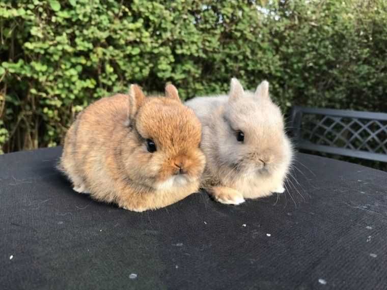 Coelhos anões Bebés +Gaiola Nova +alimentação adequada