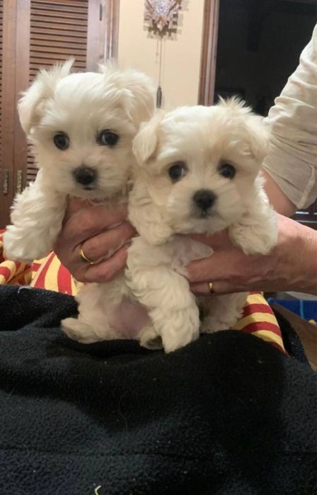 Грайливі щенята мальтипу - чекають на вас! Мильтипу міні Мини мальтипу