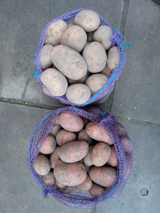 Продам картоплю велику.
