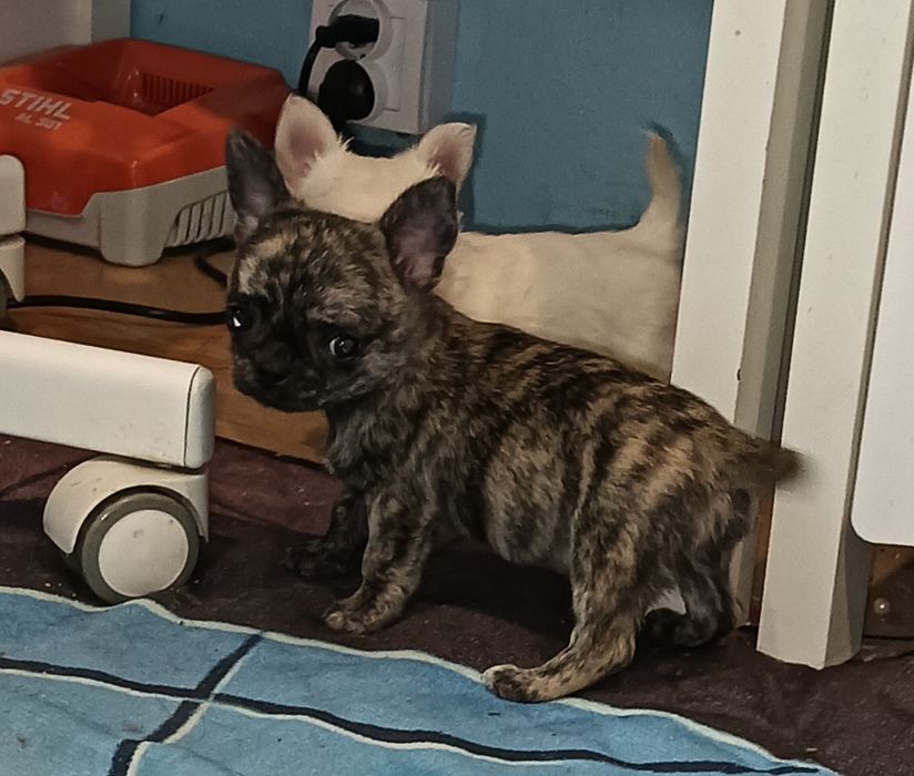 Chihuahua chłopak krótkowłosy