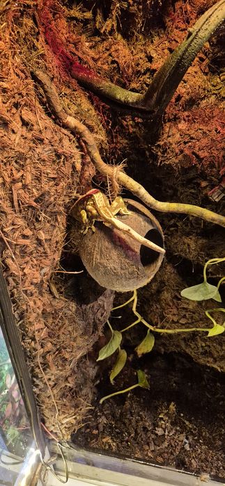 Sprzedam terrarium w szafce