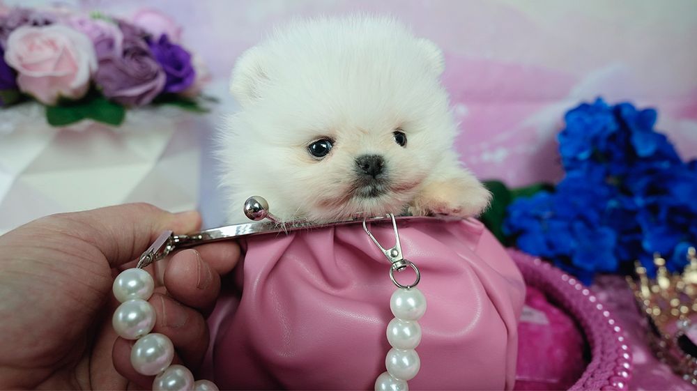 Oferowana do rezerwacji urocza suczka rasy Pomeranian,