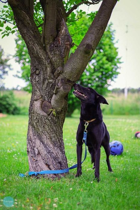 Stella jest z nami kilka lat. To urocza psinka która