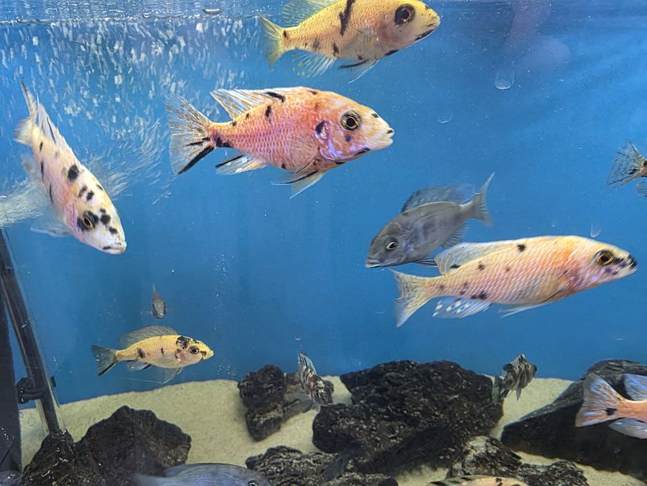 Pyszczaki Aulonocara marmelade ob