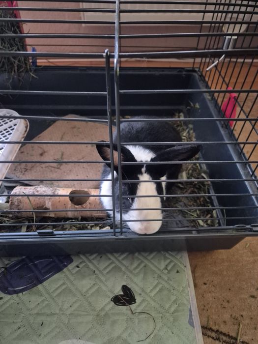 Klatka z królikiem, królik