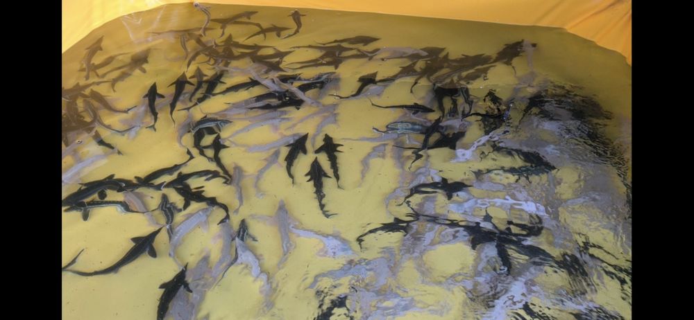 Jesiotry 28-35cm hurt- detal