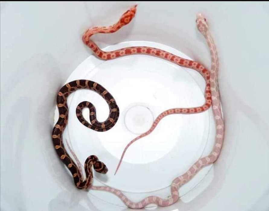 Wąż zbożowy - młode