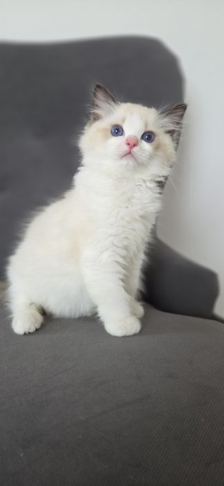 Kotek RAGDOLL kocurek seal  Bicolour