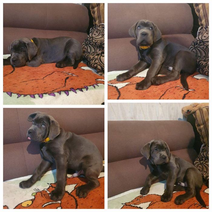 Продам щенков кане корсо