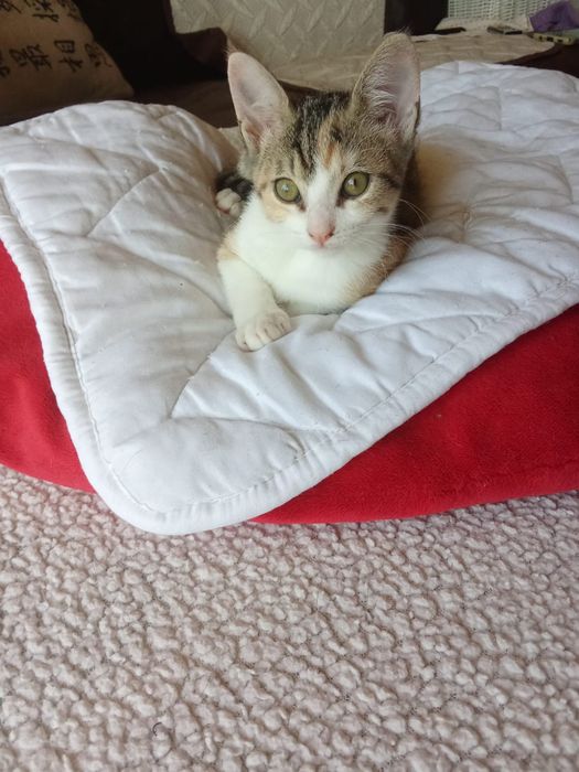 Izzy, para adoção