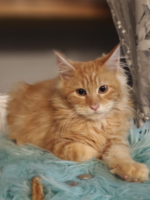Dziewczynka Maine Coon