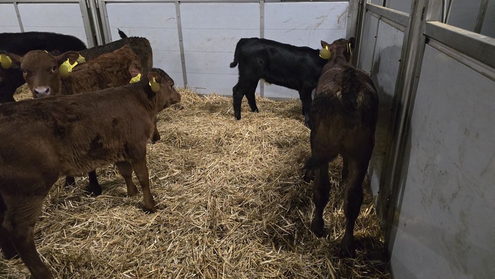 10 jalowek MM Polskie odpojone