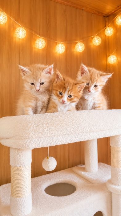 Śliczny Maine coon rudy kociak