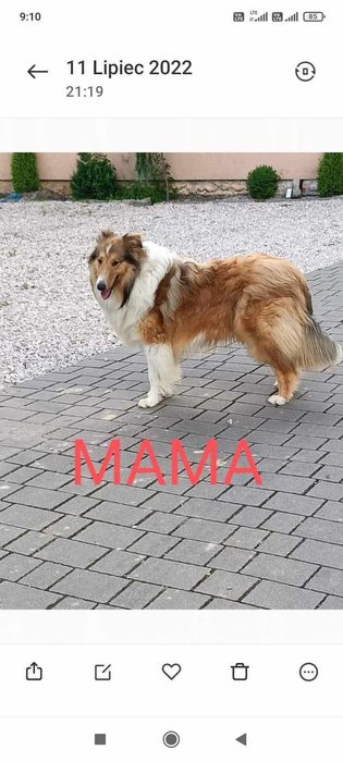 Suczka owczarek szkocki collie długowłosy