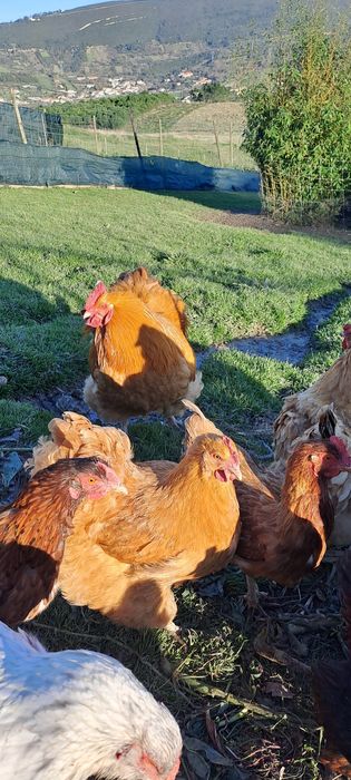 Ovos galados - várias raças cruzadas