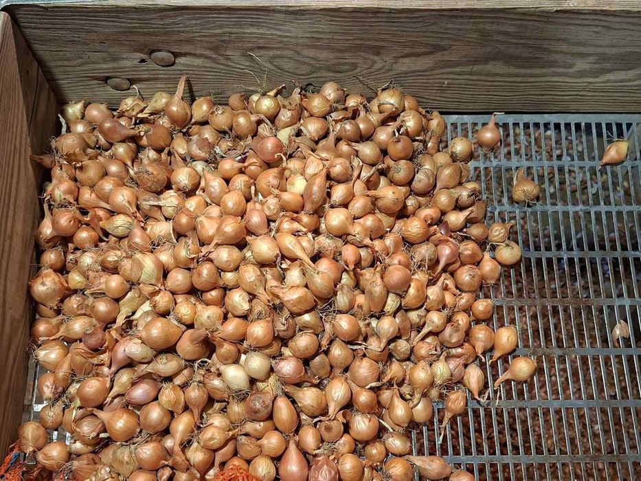 Цибуля-сівок. Тиканка.