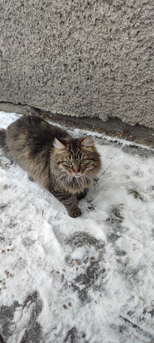 Кошенята в добрі руки