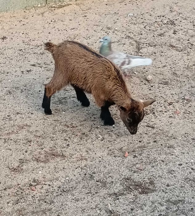 Cabrita anã com 3 meses