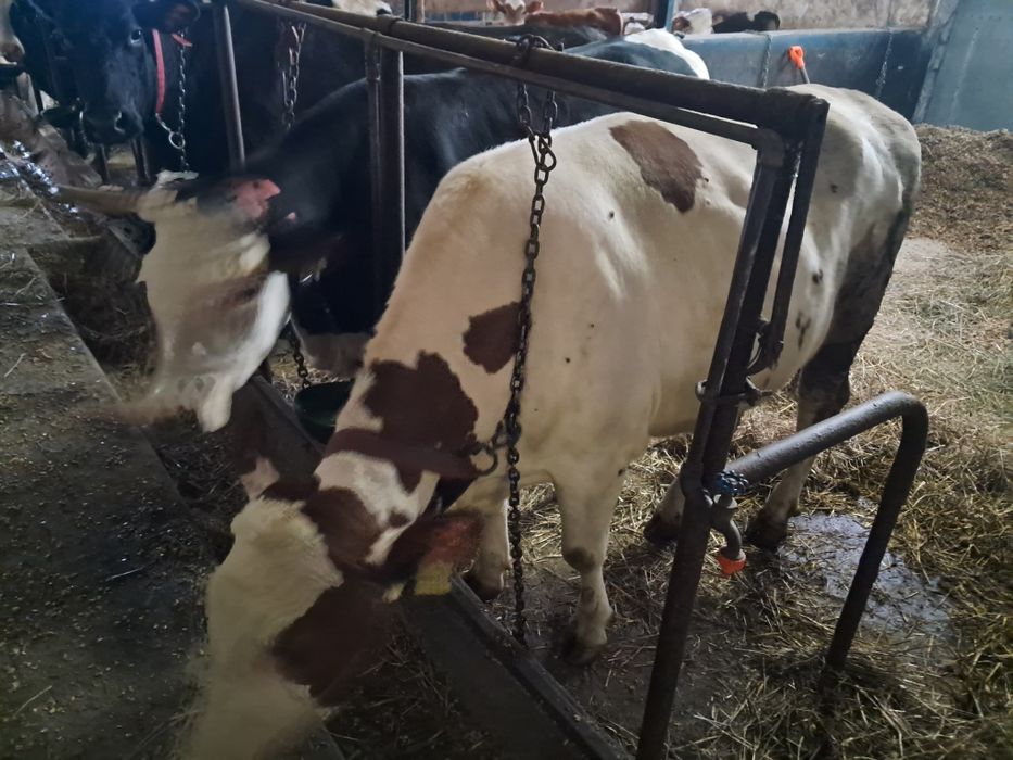 Jałówka na ocieleniu