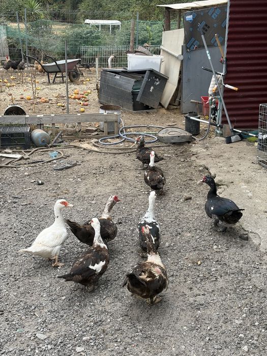 Vendo casais de patos mudos