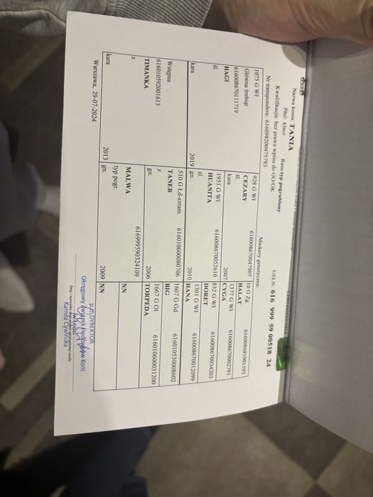 Sprzedam klacz piekną .