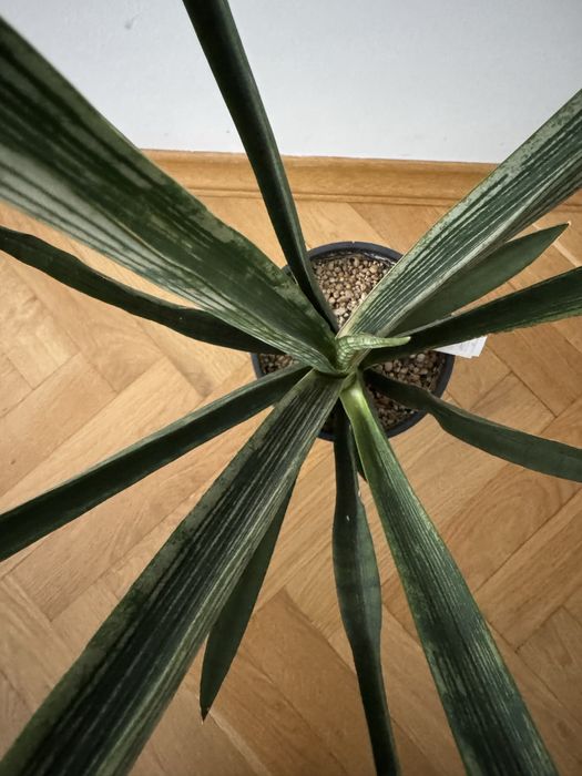 Сансевієрія Fla-Java