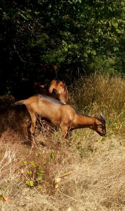 Альпійскі кізочки/козочки