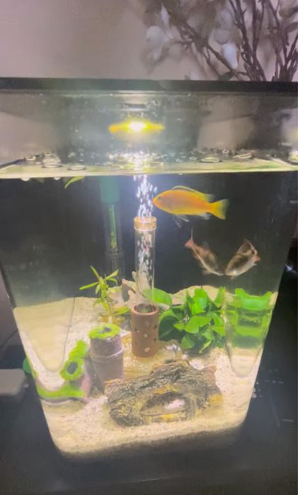 Aquario Biorb Flow 30Lt